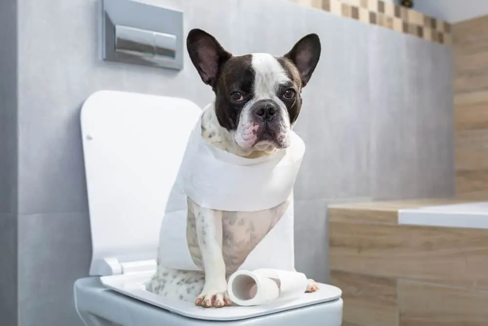 How to Toilet Train a Puppy
