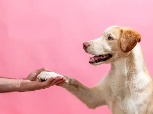 How To Understand Your Dog's Body Language