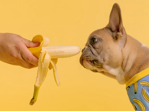 Human Foods that Your Dog Can and Cannot Eat