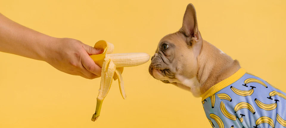 Human Foods that Your Dog Can and Cannot Eat