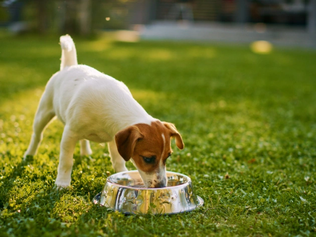 Hypoallergenic Dog Food: Choosing the Best Options for Your Dog’s Allergies