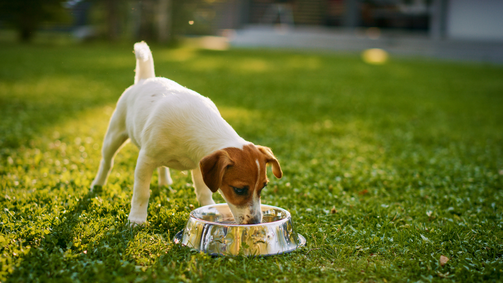 Hypoallergenic Dog Food: Choosing the Best Options for Your Dog’s Allergies