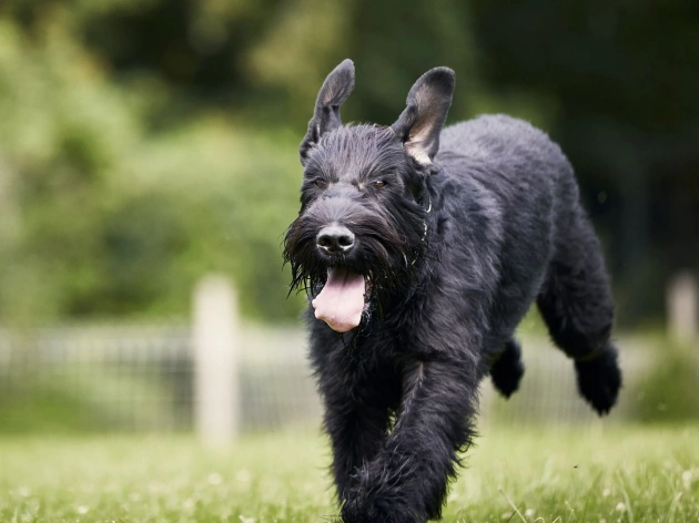 Irish Dog Breeds