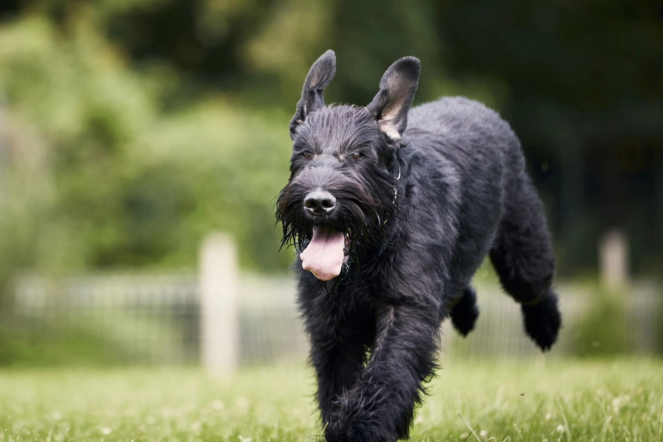 Irish Dog Breeds