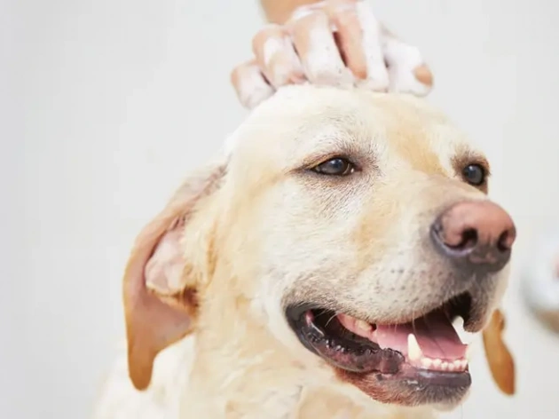 Is Baby Shampoo Safe for Dogs?