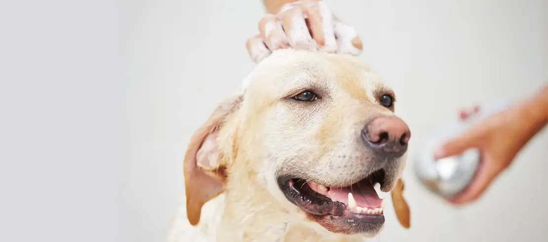 Is Baby Shampoo Safe for Dogs?