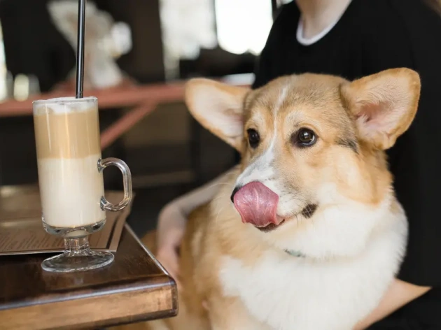 Is Coffee Bad for Dogs?