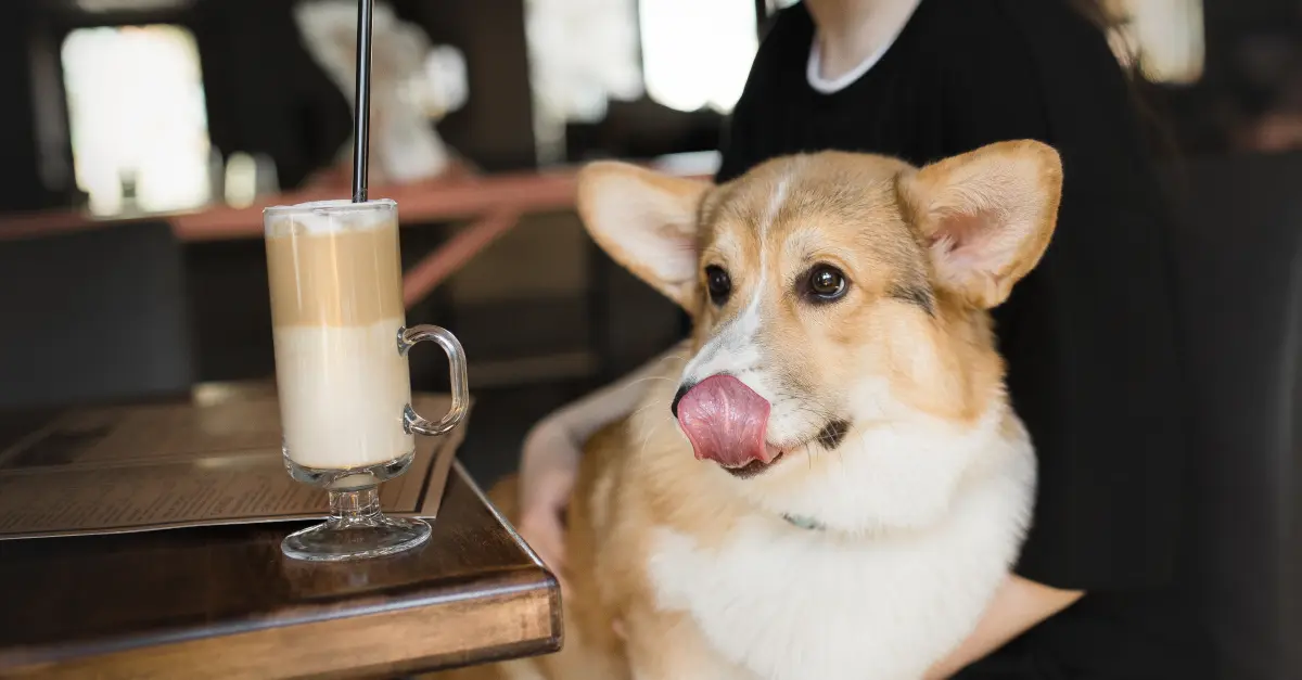 Is Coffee Bad for Dogs?