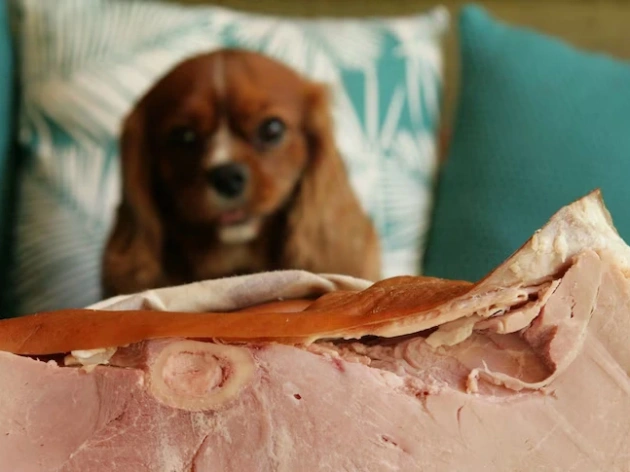 Is Ham Good for Dogs?