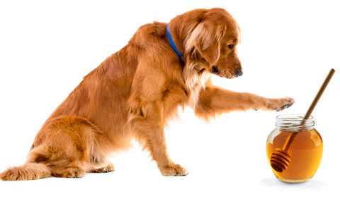 Is Honey Good for Dogs?