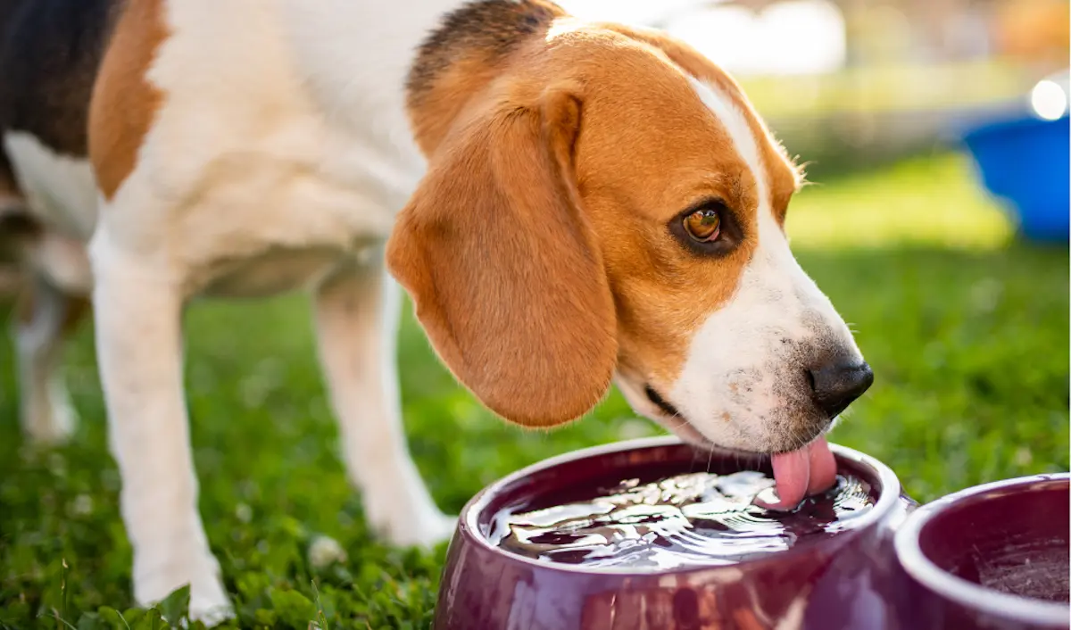 Is My Dog Dehydrated?