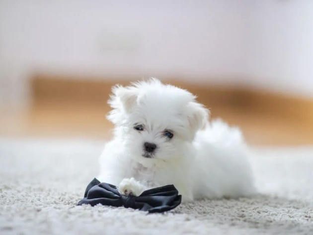 Maltese Dog Price: How Much Does a Maltese Cost?