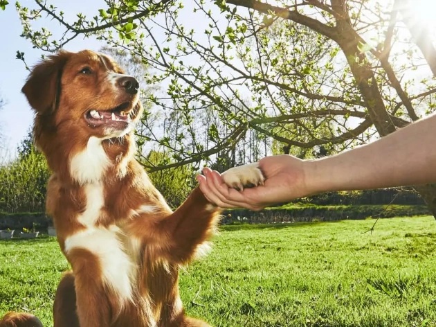 Mastering Basic Dog Commands