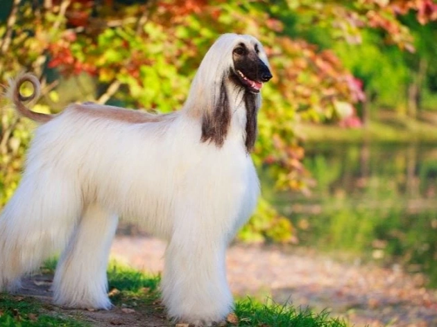 Most Expensive Dog Breeds