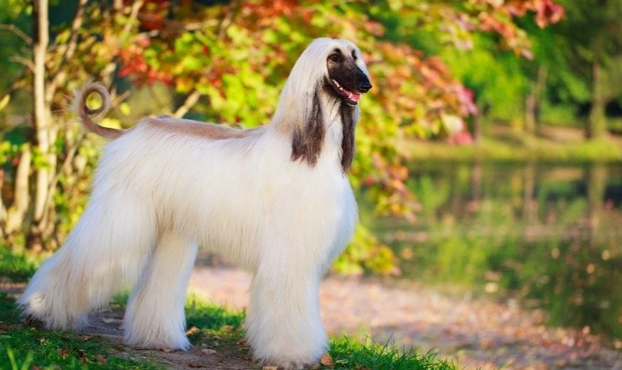 Most Expensive Dog Breeds