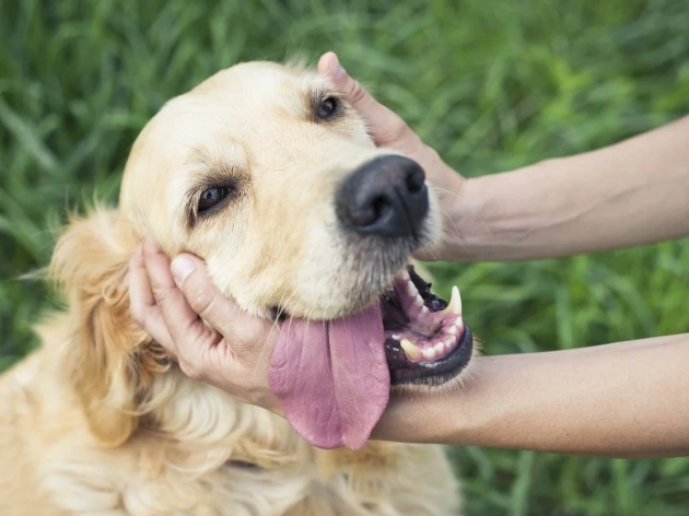 Most Loving Dog Breeds