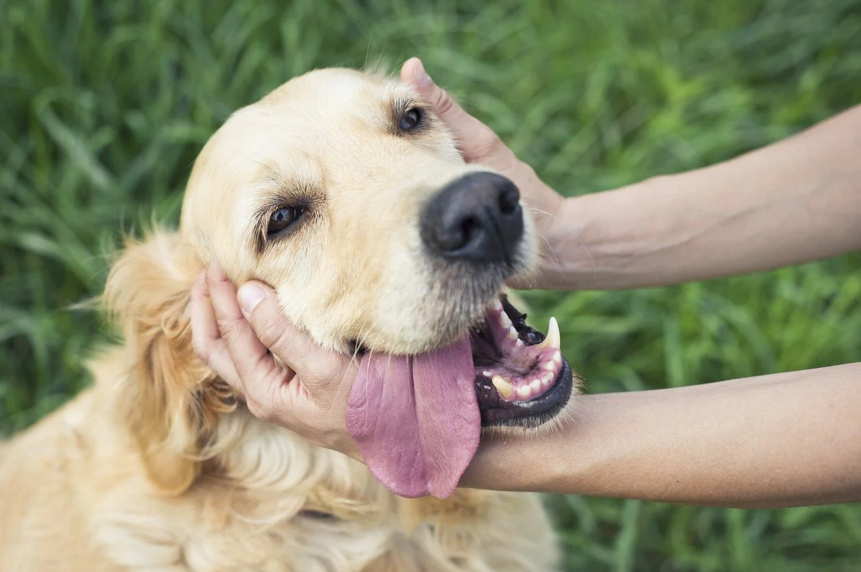 Most Loving Dog Breeds