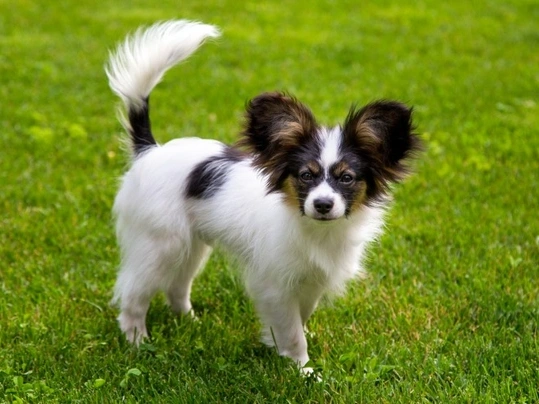 Papillon Dog Price