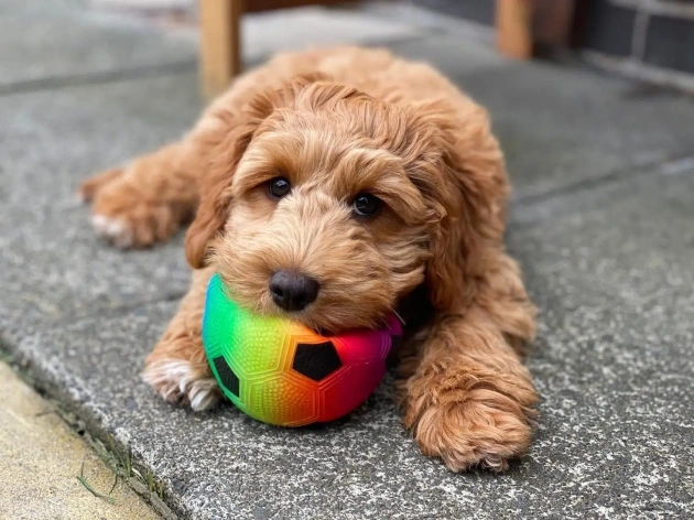 Resource Guarding in Dogs: Understanding and Addressing the Behavior