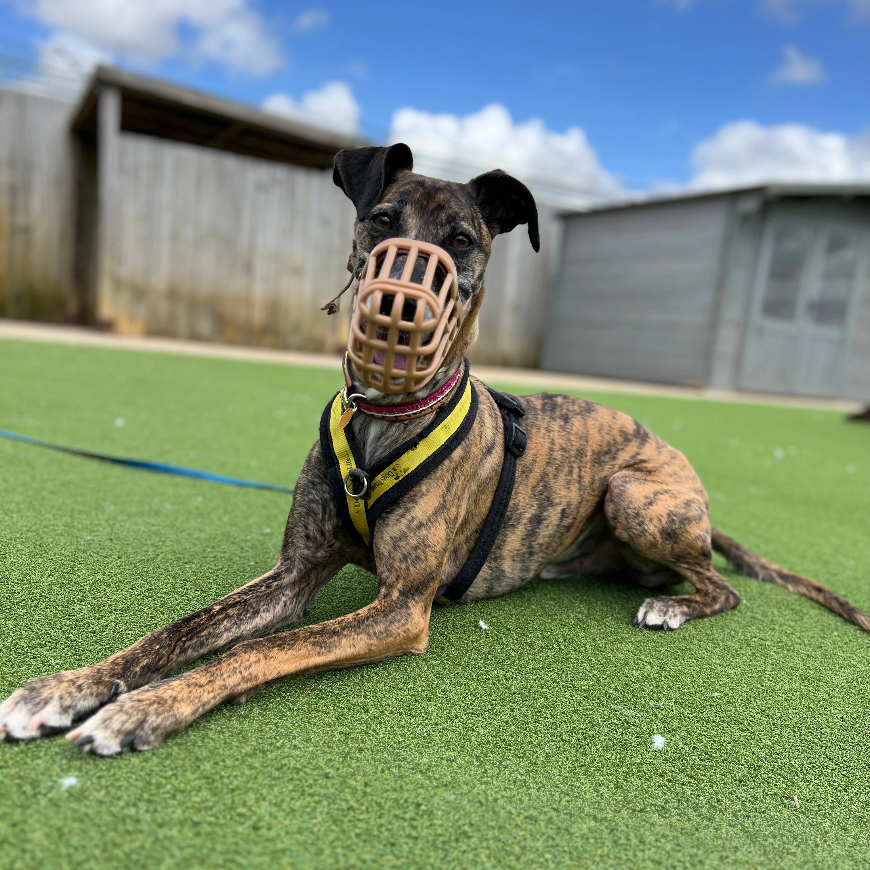 Restricted Dog Breeds in Ireland