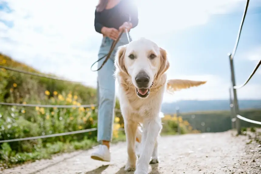 Safety Essentials for Your Dog's Outdoor Play Space