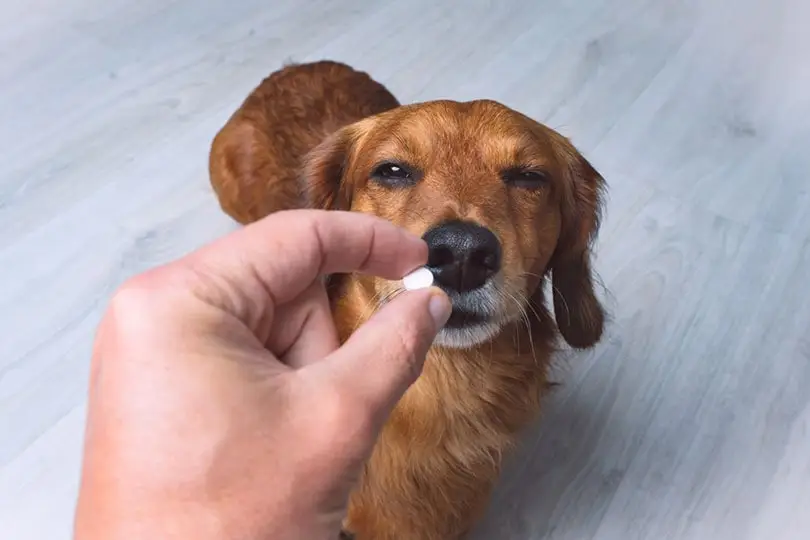 Side Effects of Pet Medications