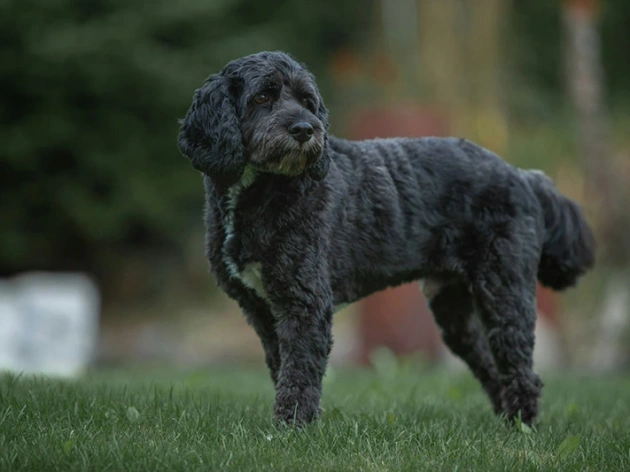 The Black Dog Syndrome – Fact or Fiction?