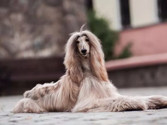 The Dumbest Dog Breeds: A Lighthearted Look at Canine Intelligence