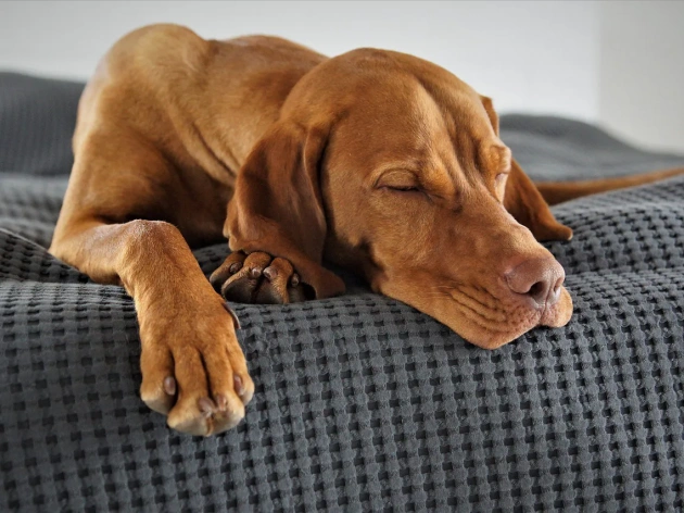 The Secret Life of Dogs
