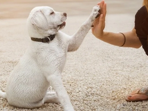 The Ultimate Guide to Potty Training Your Puppy