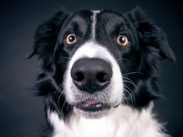 Whale Eyes in Dogs: Understanding the Signs of Stress and Anxiety