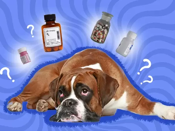 What Can I Give My Dog for Immediate Pain Relief?