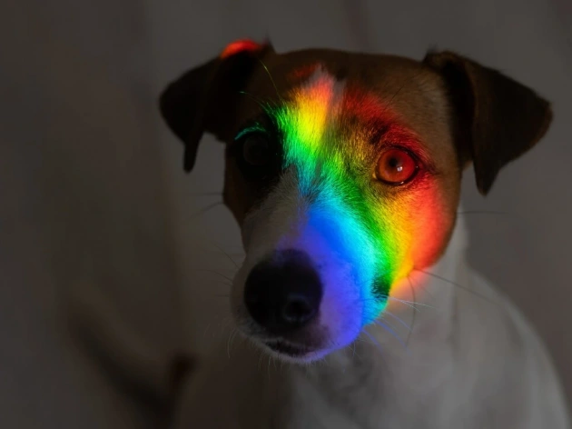What Colors Can Dogs See?