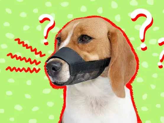 What Dogs Need to Be Muzzled in Ireland