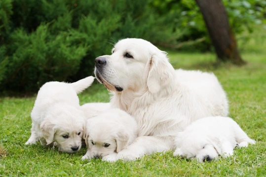 What Happens If a Dog Gets Pregnant by Her Brother?