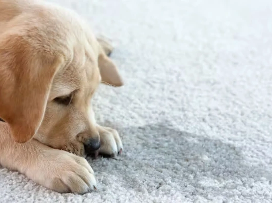 What Is the Best Way to Clean Dog Pee from Carpet?