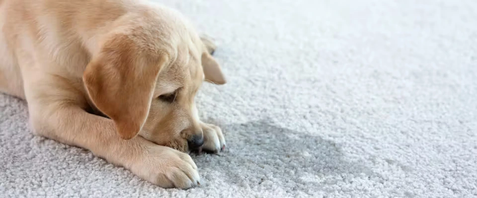 What Is the Best Way to Clean Dog Pee from Carpet?