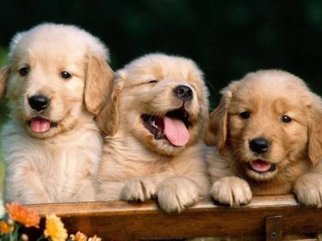 What is the World's Nicest Dog?