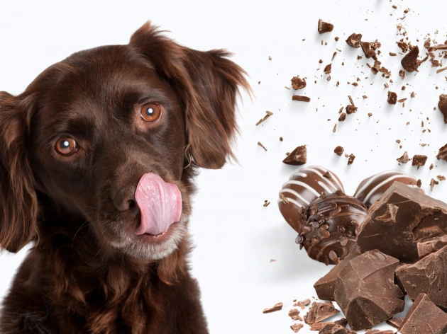 What to Do If Your Dog Eats Chocolate?