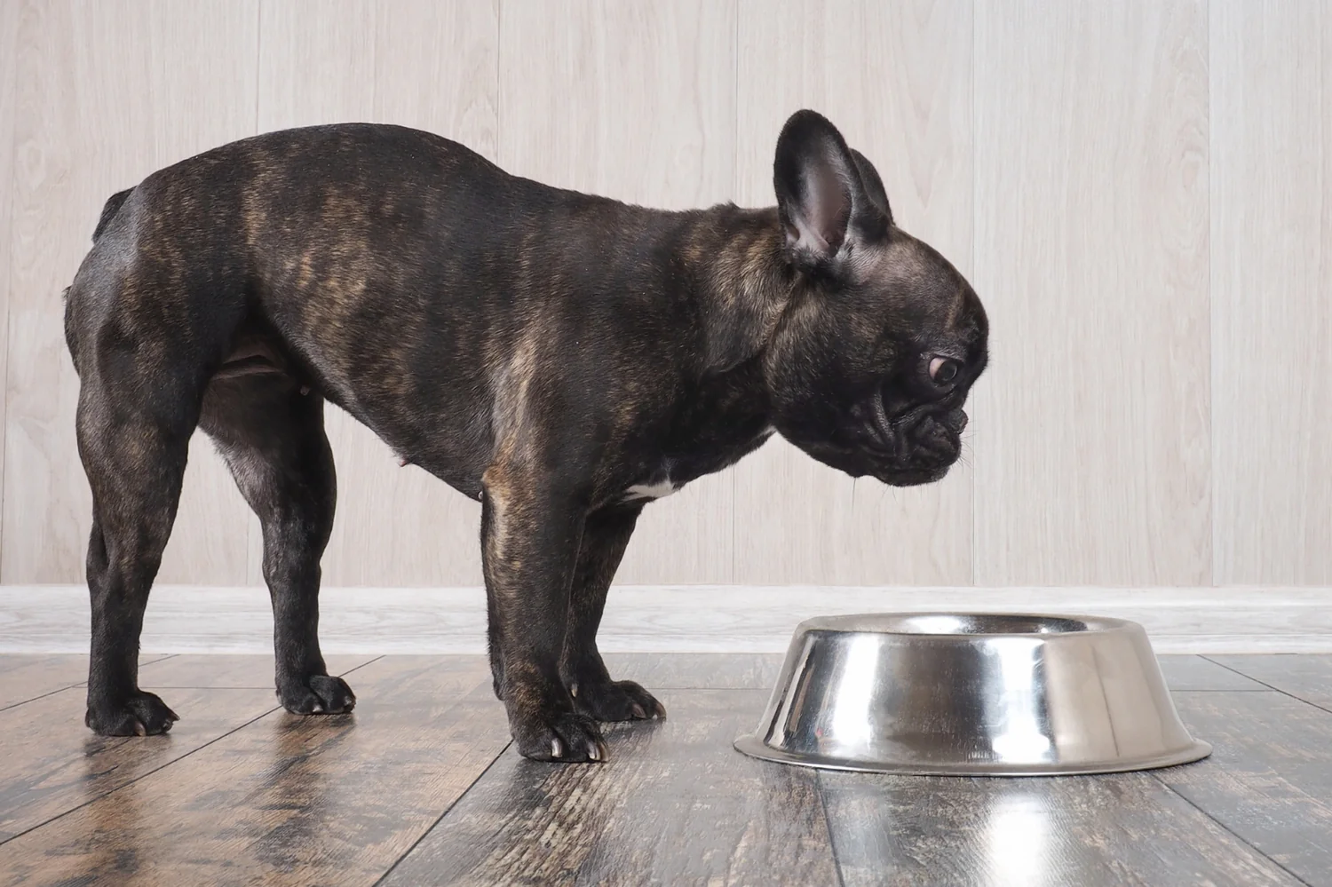 What to Feed a Dog with Diarrhea?