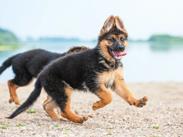 When Do German Shepherds Stop Growing?