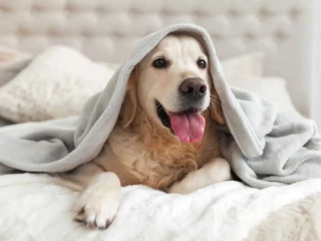 Where to Leave Your Dog When You Go on Holiday