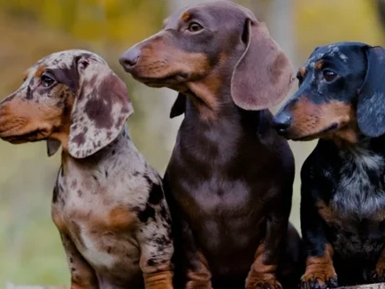 Why Are Dachshunds So Popular?