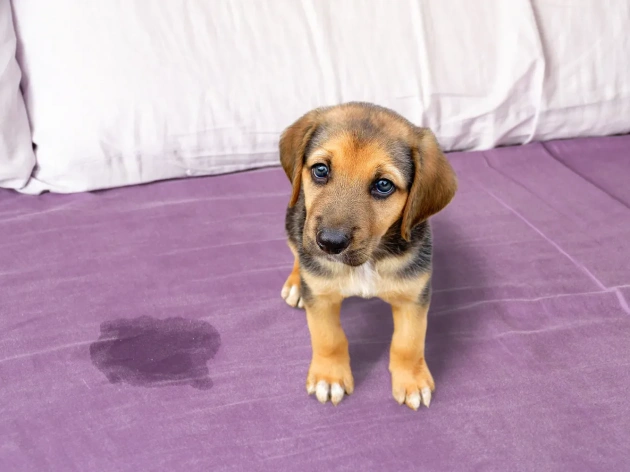 Why Did My Dog Pee on My Bed?