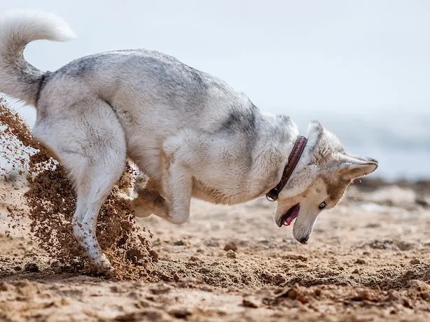 Why Do Dogs Dig Holes?