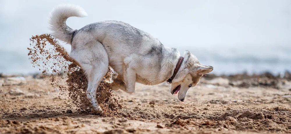 Why Do Dogs Dig Holes?