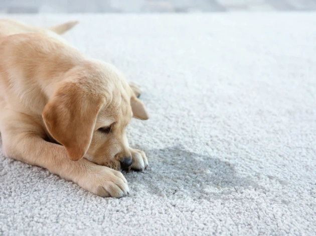 Why Do Dogs Drink Their Pee?
