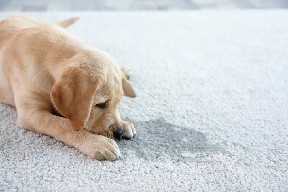 Why Do Dogs Drink Their Pee?