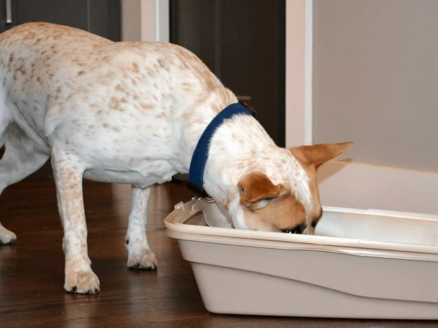 Why Do Dogs Eat Cat Poop?