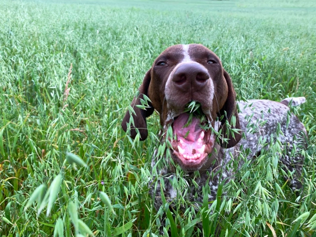 Why Do Dogs Eat Grass?
